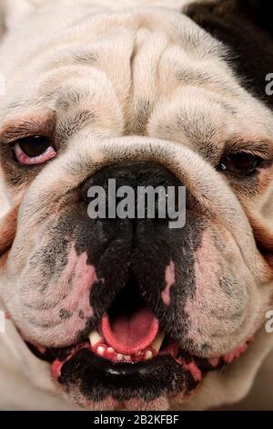 Polizeifoto Studio Portrait eines Erwachsenen reine Rasse englische Bulldogge Stockfoto