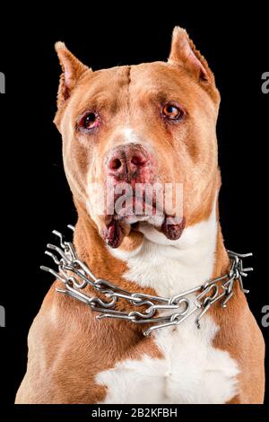 Adult Champion American Pit Bull Studio Black Isolated Portrait Stockfoto