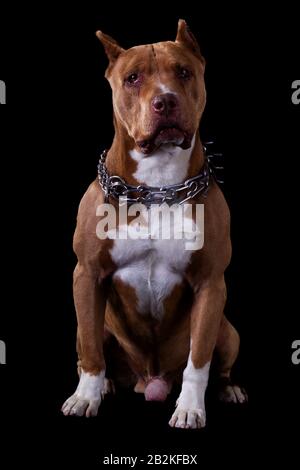 Grown Champion American Pit Male Studio Black Isolated Portrait Stockfoto