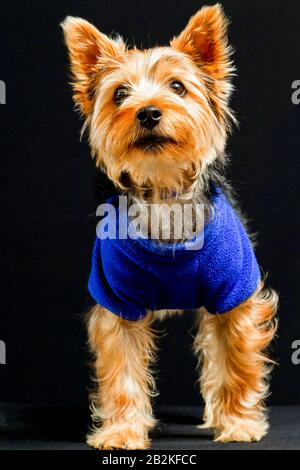 Ein kleiner Yorkshire Terrier steht mit dem Blick nach vorne und trägt einen hellblauen, kurzärmeligen Pullover. Der Hund hat langes, seidiges Fell in Bräune, Schwarz und weiß, mit spitzen Ohren und ausdrucksstarkem Dunkel Stockfoto