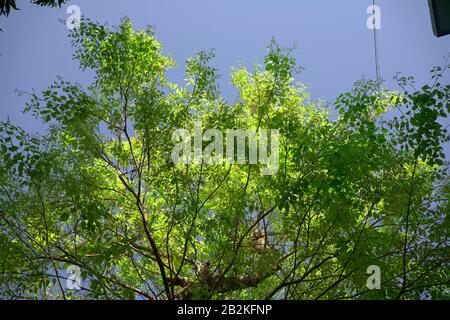 Frische Blätter auf dem Baum in der Frühlingssaison. Stockfoto
