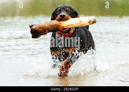 Ein schwarz-brauner Rottweiler-Hund läuft durch das flache Wasser und trägt einen großen, verwitterten Stamm im Mund. Wasser spritzt um seine Beine, während es vorwärts fährt, und Tropfen sind in der Luft sichtbar Stockfoto