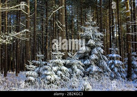 Eine Plantage Der Civilian Conservation Corp Era von Red Pine mit der Einbürgerung von Norwegian Spruce im Moshannon State Forest, Pennsylvania. Stockfoto