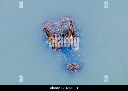 Yacaré Caiman Lauert in den Gewässern der Pantanal Wetlands in Brasilien Stockfoto