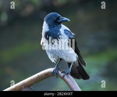 Crow Corvus Cornix mit Kapuze, auf einem Baumzweig mit unscharfem grünen Hintergrund. Der Vogel ist sehr hell. Stockfoto