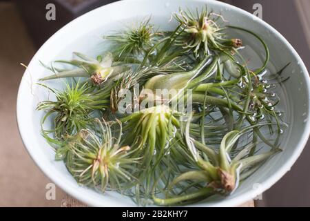 Tillandsia (Luftpflanzen), die in Wasser eintauchen. Stockfoto