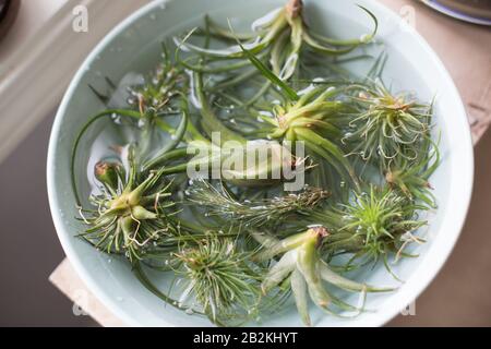 Tillandsia (Luftpflanzen), die in Wasser eintauchen. Stockfoto