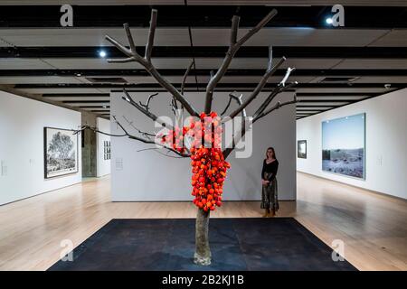 Hayward Gallery, London, Großbritannien. März 2020. Anya Gallaccio, weil ich nicht aufhören konnte, 2002 - Unter den Bäumen in der Hayward Gallery, einer neuen Ausstellung, die uns umstellt, wie wir über Bäume und Wälder denken und wie sie die menschliche Zivilisation geformt haben. Die von Hayward Gallery Director, Ralph Rugoff, kuratierte Ausstellung umfasst kolumbianische Regenwälder, Dschungel in Japan, Olivenplantagen in Israel, skandinavische Wälder und einen unterirdischen Wald in Südafrika. Sie läuft vom 4. März bis 17. Mai 2020. Credit: Guy Bell/Alamy Live News Stockfoto