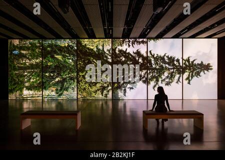 Hayward Gallery, London, Großbritannien. März 2020. Eija-Liisa Ahtila, Horizontal - Vaakasuora, 2011 - Unter den Bäumen in der Hayward Gallery, eine neue Ausstellung, die umstellt, wie wir über Bäume und Wälder denken und wie sie die menschliche Zivilisation geformt haben. Die von Hayward Gallery Director, Ralph Rugoff, kuratierte Ausstellung umfasst kolumbianische Regenwälder, Dschungel in Japan, Olivenplantagen in Israel, skandinavische Wälder und einen unterirdischen Wald in Südafrika. Sie läuft vom 4. März bis 17. Mai 2020. Credit: Guy Bell/Alamy Live News Stockfoto