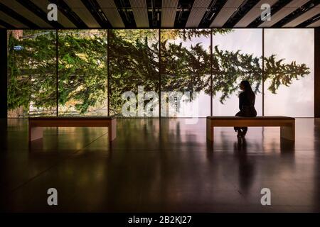 Hayward Gallery, London, Großbritannien. März 2020. Eija-Liisa Ahtila, Horizontal - Vaakasuora, 2011 - Unter den Bäumen in der Hayward Gallery, eine neue Ausstellung, die umstellt, wie wir über Bäume und Wälder denken und wie sie die menschliche Zivilisation geformt haben. Die von Hayward Gallery Director, Ralph Rugoff, kuratierte Ausstellung umfasst kolumbianische Regenwälder, Dschungel in Japan, Olivenplantagen in Israel, skandinavische Wälder und einen unterirdischen Wald in Südafrika. Sie läuft vom 4. März bis 17. Mai 2020. Credit: Guy Bell/Alamy Live News Stockfoto