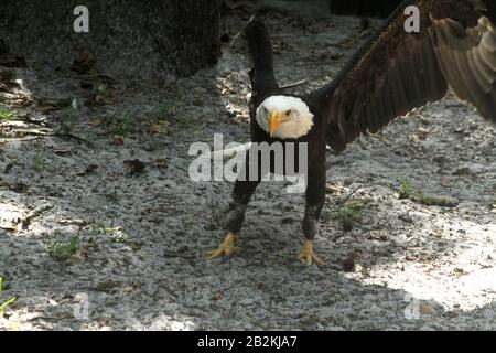 Weißkopfseeadler in Gefangenschaft, der seine Flügel ausbreitet Stockfoto