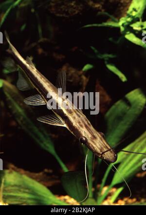 Shovelnose Catfish, Sorubim lima Stockfoto