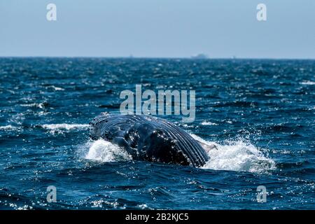 Der Buckelwal des neugeborenen Babys in cabo san lucas baja california sur mexico Stockfoto