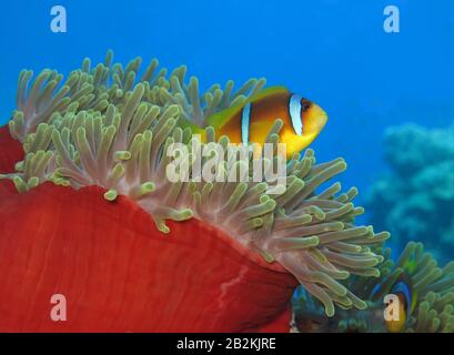 Seeanemone (Actiniaria), Rotmeer-Anemonenfisch (Amphiprion bicinctus), St. John's Riff, Rotes Meer, Aegypten Stockfoto