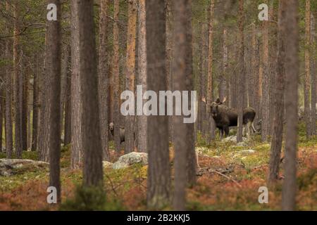 Zwei Elche, die auf mich im norwegischen Wald blicken Stockfoto