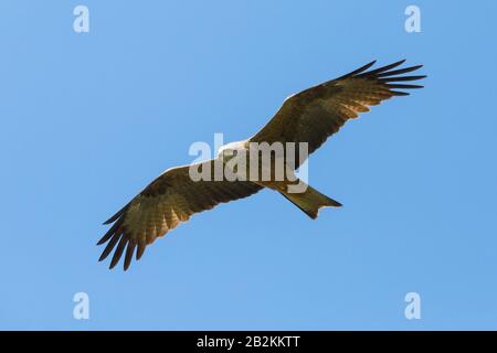 Nahaufnahme isolierter schwarzer Kite (Milvus migrans) im Flug, blauer Himmel mit offenen Flügeln Stockfoto