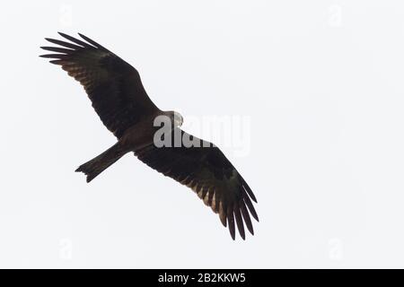 Nahaufnahme isolierter schwarzer Kite (Milvus migrans) im Flug in den Himmel, ausgebreitete Flügel Stockfoto