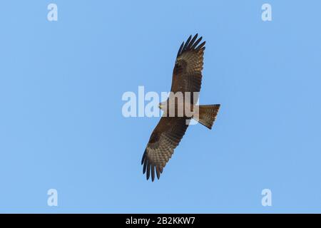 Naturporträt schwarzer Drachen (Milvus migrans), der in blauem Himmel mit offenen Flügeln fliegt Stockfoto