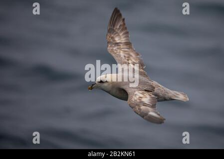 Arktischer Fulmar flieht in der Nähe von Wasser in der Arktis Stockfoto