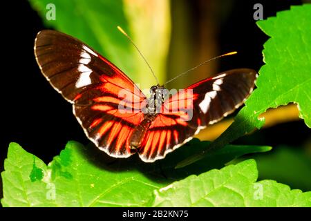 Postman Schmetterling Heliconius Melpomene Makroaufnahme Orange Weiß Schwarz Stockfoto