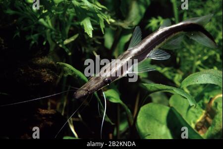 Shovelnose Catfish, Sorubim lima Stockfoto