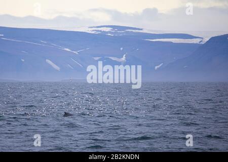 Buckelwal aus dem Norden, Spitzbergen, Norwegen. Meeressäuger aus der Arktis, die um die Welt reisen. Stockfoto