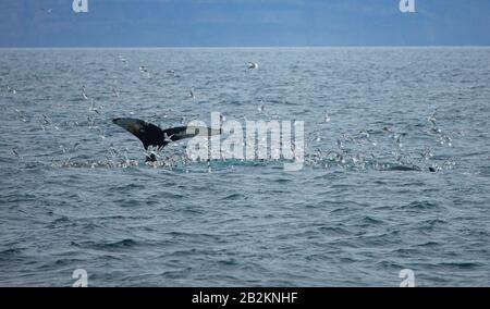 Buckelwal aus dem Norden, Spitzbergen, Norwegen. Meeressäuger aus der Arktis, die um die Welt reisen. Stockfoto