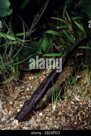 Shovelnose Catfish, Sorubim lima Stockfoto