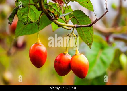 Solanum Betaceum Ist EIN Kleiner Baum Oder Strauch In Der Blühenden Pflanzenfamilie Solanaceen Es Ist Am Bekanntesten Als Die Art, Die Den Tamarillo An Egg Sha Trägt Stockfoto