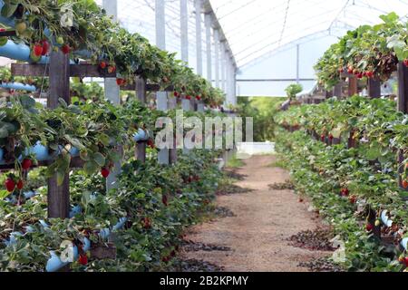 Hydroponische Herstellung von Erdbeeren. Erdbeere ist eine der Hauptpflanzen, die in der Hydoponics angebaut werden. Stockfoto