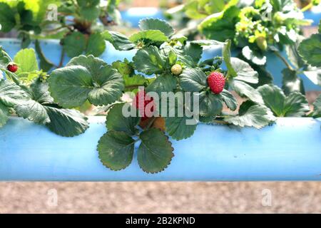 Hydroponische Herstellung von Erdbeeren. Erdbeere ist eine der Hauptpflanzen, die in der Hydoponics angebaut werden. Stockfoto