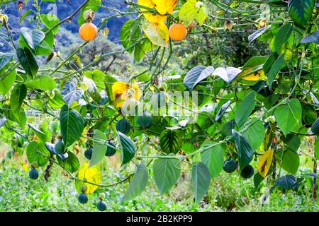 Auch Der Obstanbau von Granadilla In den Anden Ecuadors IST EINE Passionsfrucht Stockfoto