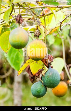 Granadilla-Obstanbau In den Anden Ecuadors Auch PASSIONSFRUCHT Grün Und Gelb Obst Noch Nicht Pflückbereit Stockfoto