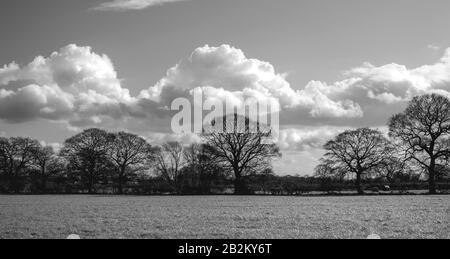 Eine Reihe von Winterbäumen mit ihren Ästen, die nach außen hin auffächeln, mit schweren Wolken hinter ihnen. Im Vordergrund steht Gras und darüber hinaus Hecken. Stockfoto