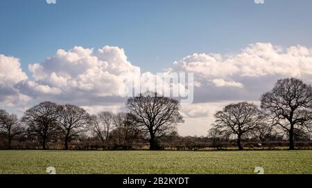 Eine Reihe von Winterbäumen mit ihren Ästen, die nach außen hin auffächeln, mit schweren Wolken hinter ihnen. Im Vordergrund steht Gras und darüber hinaus Hecken. Stockfoto