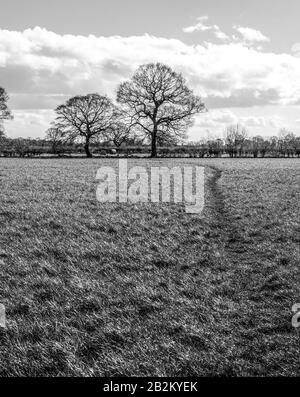 Zwei Winterbäume mit ihren Ästen, die nach außen hin auffächeln, stehen mit schweren Wolken hinter ihnen. Ein im Gras geschlagener Weg führt zu den Bäumen. Stockfoto