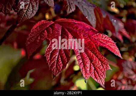 Nahaufnahme eines im Herbst mit Karmson gefärbten Ahorn-Blattes Stockfoto
