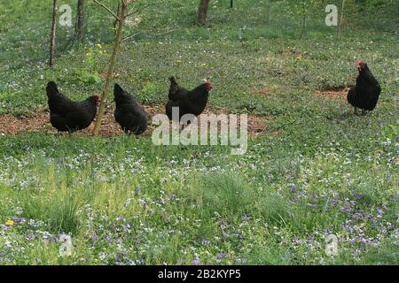 Hühner streiften im Hinterhof am Frühlingstag Stockfoto