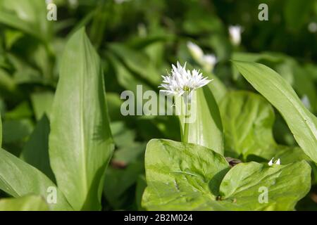 Bären-Knoblauch blüht im Springwald Stockfoto