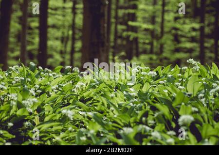 Bären-Knoblauch blüht im Springwald Stockfoto