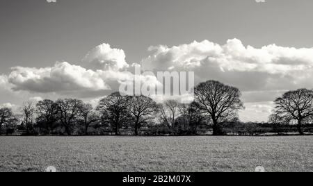 Eine Reihe von Winterbäumen mit ihren Ästen, die nach außen hin auffächeln, mit schweren Wolken hinter ihnen. Im Vordergrund steht Gras und darüber hinaus Hecken. Stockfoto