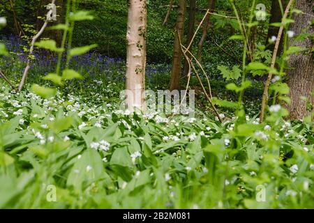 Bären-Knoblauch blüht im Springwald Stockfoto