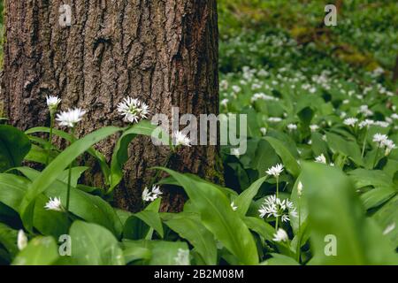 Bären-Knoblauch blüht im Springwald Stockfoto