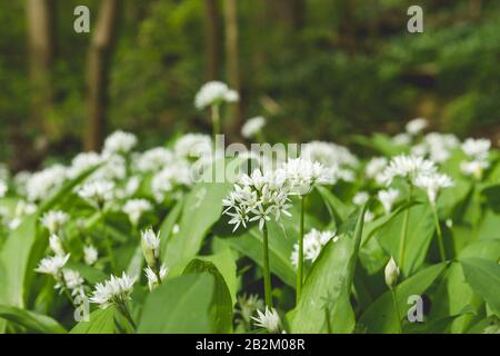 Bären-Knoblauch blüht im Springwald Stockfoto