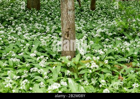 Bären-Knoblauch blüht im Springwald Stockfoto