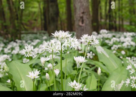 Bären-Knoblauch blüht im Springwald Stockfoto