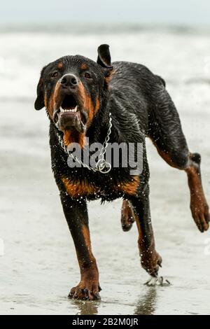 Ein schwarz-brauner Rottweiler wird mitten im Lauf an einem nassen Sandstrand gefangen, wobei Wasser um seine Pfoten plätschert. Der Mund des Hundes ist offen, zeigt Zähne und trägt ein silbernes Kettenhalsband. Its Stockfoto