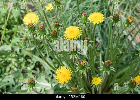Blühende gelbe Blumen und ungeöffnete Löwenzahn-Knospen gegen verschwommene grüne Wiese am Sommertag. Drogenpflanzen. Schöner natürlicher Hintergrund für Ihr des Stockfoto