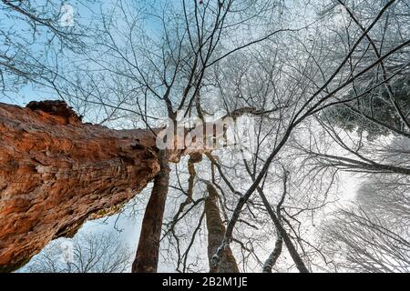 Von unten aus haben Sie einen Blick auf die höchsten Bäume im Winterwald. Frostiger Morgen Stockfoto