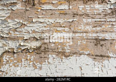Schmutzige, mosige Oberfläche der Holzplatte mit alten Schälchen, die verwitterten weißen Lack dicht beiseite gerissen haben. Abstrakter Hintergrund für Ihr Design. Stockfoto